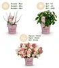 Green boutiQ - Gartenpflanze - Hydrangea panniculata Produktbild-Vorschau 5