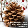 Pinienzapfen Natur 10 Stück | Tannenzapfen Deko 8–12 cm | Produktbild-Vorschau 5