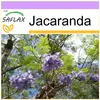 SAFLAX - Jacaranda - 50 Nasiona - Jacaranda mimosifolia Podgląd zdjęcia produktu 8