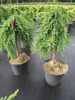 Juniperus communis Green Mantle - grüner Kriechwacholder - Produktbild-Vorschau 4