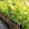 Solara blaue Weintraube pilzfest robust sehr frosthart Produktbild-Vorschau 3