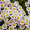 6x Erigeron karvinskianus P9H20 Produktbild-Vorschau 2