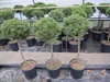 Pinus mugo Mops - Kugel-Kiefer Mops - Stamm 60cm Produktbild-Vorschau 3