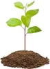 A young plant seedling growing from a mound of soil. Produktbild-Vorschau