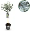 Plante sur tige - Eucalyptus gunni Azure - Plante de Voir les images du produit 1