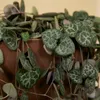 2x Ceropegia Woodii met Hanger P12 H20 Produktbild-Vorschau 4