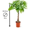 Pachira aquatica - plante d'intérieur - peu d'entretien - ↕ Voir les images du produit 3