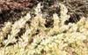 Getzoo Schelli - getrocknet (Bund) Produktbild-Vorschau 3