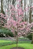 Prunus subhirtella 'Accolade', Zierkirsche, rosa Blüten, Produktbild-Vorschau 14