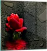 Bilder auf glas - Blume rote rose wasser tau - 40x40cm - Produktbild-Vorschau 1