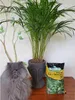 Pflanzenerde Set - 2x5l - für Palmen und Dracena - Optimale Produktbild-Vorschau 5