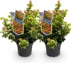 Leucothoe Curly Gold - Giallo - 2 piante - Sempreverde - Anteprima dell’immagine prodotto 2