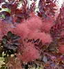 Perückenstrauch ´ROYAL PURPLE´ 40-50 cm, Cont. 2,5 l Produktbild-Vorschau 5