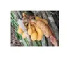 10x Uvaria littoralis Strauch Garten Pflanzen - Samen Produktbild-Vorschau 2