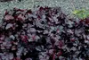 Stauden Gänge 3 x Heuchera Hybride 'Obsidian' im 1 Liter Produktbild-Vorschau 4