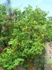 Carambola (Averrhoa carambola)  - 10 pezzi Anteprima dell’immagine prodotto 2