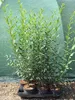 Ligustrum vulgare 'Atrovirens' C 2 60- 80 Produktbild-Vorschau 1