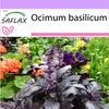 SAFLAX - Bazalka červená - Ocimum basilicum - 200 Semená Náhľad obrázku produktu 5