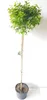 Betula pendula Magical Globe , Kugel-Birke, Größe: 170-180 Produktbild-Vorschau 2