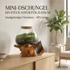 AlPa Living Großes Windlicht Glas auf Wurzelholz – Vase & Produktbild-Vorschau 9