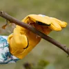 A gloved hand holding a thorny branch. Produktbild-Vorschau
