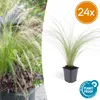 Stipa tenuissima 'Ponytails' 24 plantas 10-25cm Ø9cm Vista previa de la imagen del producto 2