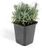 Sadzonki lawendy – Lavandula angustifolia 'Hidcote' – Podgląd zdjęcia produktu 7