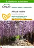 SAFLAX - Africká vistárie - Bolusanthus africanus - 15 Náhled obrázku produktu 1