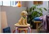LEGO Icons Cucciolo Di Golden Retriever 11384 Voir les images du produit 27
