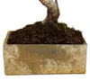 Bonsai fürs Zimmer - in moderner Trendkeramik - Produktbild-Vorschau 4