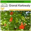 SAFLAX - Granat Karłowaty - 50 Nasiona - Z podłożem Podgląd zdjęcia produktu 10
