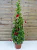 [Palmenlager] XL Dipladenia/Mandevilla "Rio Grande" ROT - Produktbild-Vorschau 1