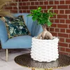Chinesische Feige - pflegeleichte Zimmerpflanze, Ficus Produktbild-Vorschau 2