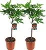 Bloomique - 2er-Set - Ficus Carica Brown Turkey - Produktbild-Vorschau 1