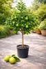 Roślina bergamotowa 140–160 cm – Citrus bergamia – drzewo Podgląd zdjęcia produktu 3