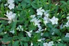 Stauden Gänge 100 x Vinca minor 'Alba' - Weißes Kleines / Produktbild-Vorschau 4