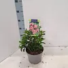 Kalmia lat. 'Little Linda' - Berglaurier | 25-30 cm in pot Productafbeelding-voorbeeld 1
