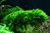 Aquarium Pflanze In Vitro 2x Moos Vesicularia dubyana Produktbild-Vorschau 1
