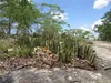 Stapelia olbrzymia (Stapelia gigantea)  – 5 nasion Podgląd zdjęcia produktu 2