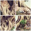 Gerahmtes Poster - Schwarzer Rahmen - Tiger Wild Baum - Produktbild-Vorschau 9