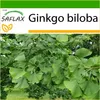 SAFLAX - ginkgo - Ginkgo biloba - 4 Semená - S Náhľad obrázku produktu 9