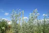 SAFLAX - vermút - Artemisia absinthum - 500 Semená Náhľad obrázku produktu 7