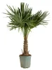 Bloomique - Trachycarpus Fortunei - Chinesische Hanfpalme - Produktbild-Vorschau 1