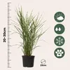 Chinaschilf - 2 Stk - Miscanthus 'Zebrinus' - Höhe 20-30cm Produktbild-Vorschau 2