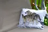 MuchoWow® Outdoor Kissen - Wolf - Europa - Schnee - 60x40 Produktbild-Vorschau 2