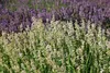 Stauden Gänge 1 x Lavandula angustifolia 'Alba' - Echter Produktbild-Vorschau 7