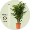 Chamedora - Chamaedorea elegans - Wysokość 80-90cm - ⌀20cm Podgląd zdjęcia produktu 2