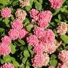 A close-up view of pink hydrangeas with green leaves. Produktbild-Vorschau