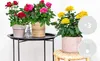 Bloomique - 3er-Mix - Topfrosen - Rot, Gelb, Rosa - Produktbild-Vorschau 2