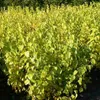 Schwarze Maulbeere (Morus nigra) 40-80cm im 3L-Topf Produktbild-Vorschau 4